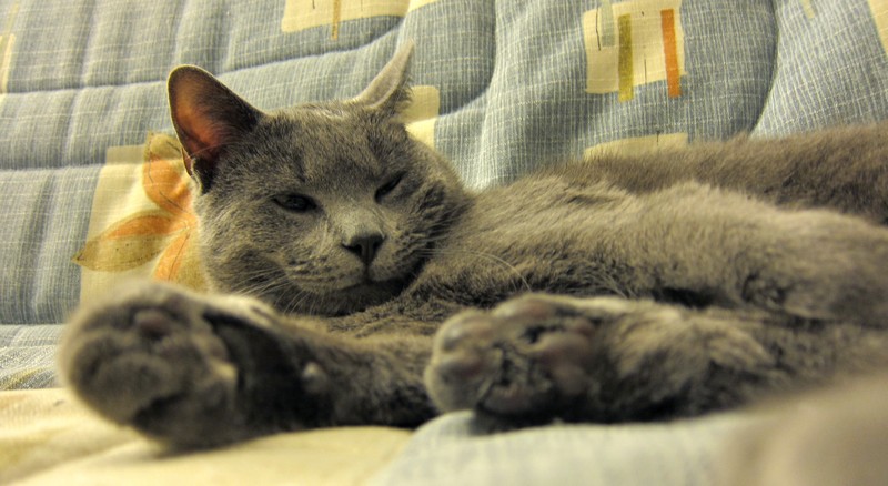 http://www.metalazzo.fr/hfr/Fonzy01-130211.jpg